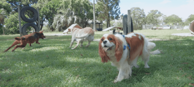 parc_montjuic-barcelona-espagne-activite-chiens-admis-emmenetonchien 1
